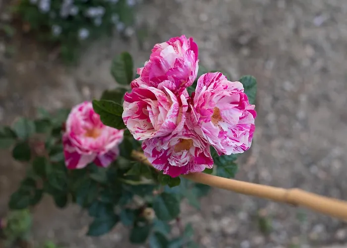 Holiday home Anassa Mountain House