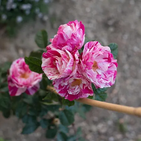 Ferienhaus Anassa Mountain House